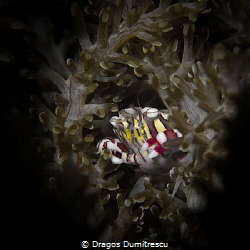 Harlequin crab, Canon g12 by Dragos Dumitrescu 